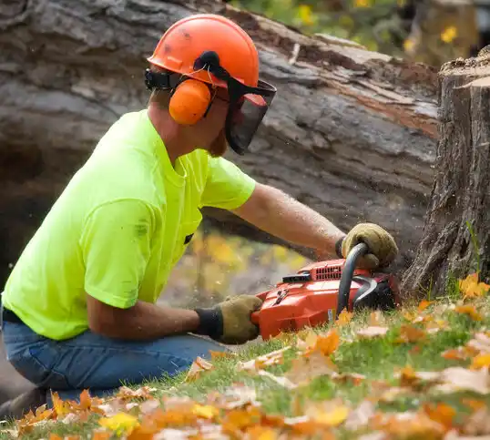 tree services Mineola